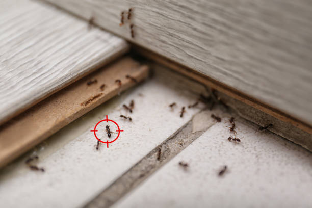 Best Pest Removal Services  in Rocklin, CA