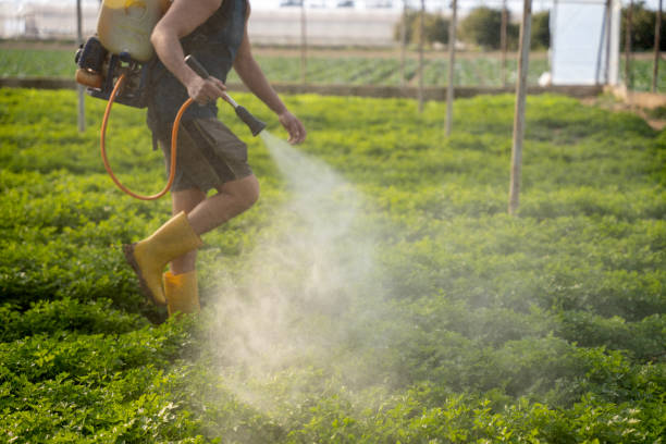 Best Local Pest Control Services  in Rocklin, CA