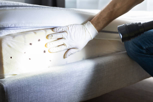 Best Pest Control for Homes  in Rocklin, CA