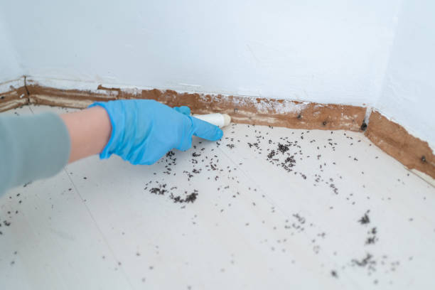 Professional Pest Control in Rocklin, CA